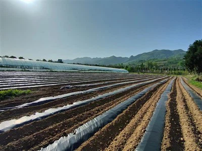 Film Mulsa yang Dapat Terurai Secara Hayati